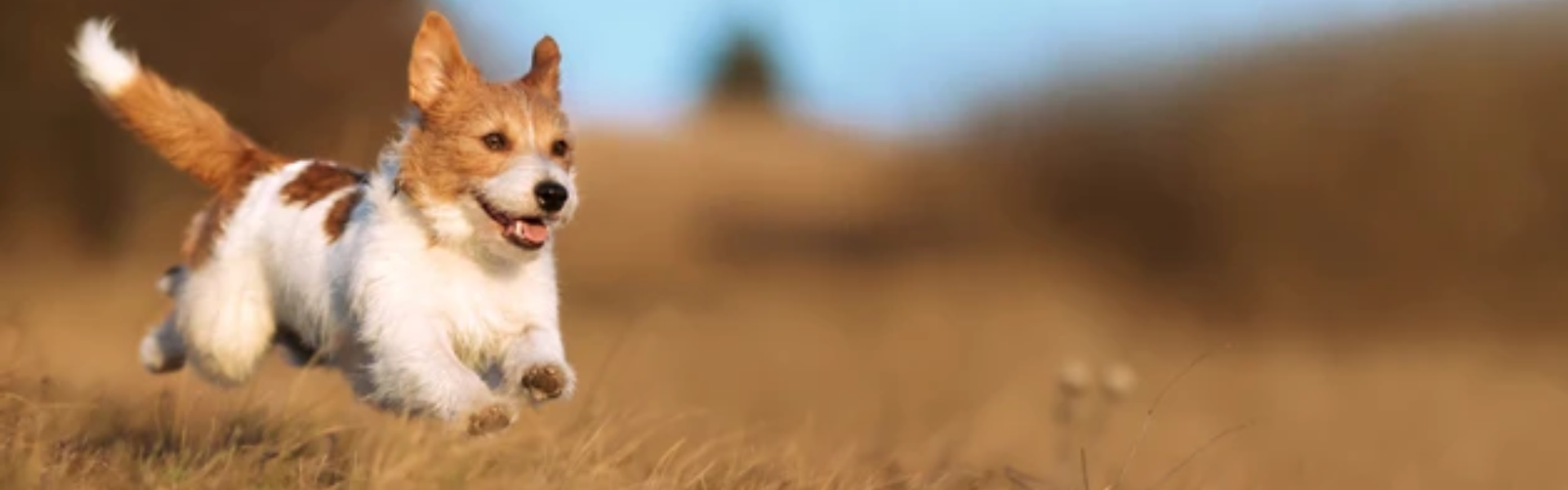 Kidney / Bladder Urinary Support